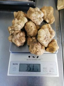 buy fresh alba white truffle